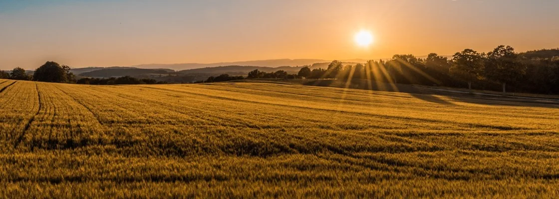 Champs cultivés et paysage agricole régénéré